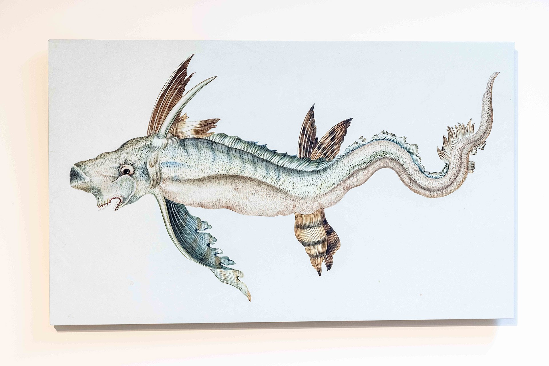 大怪魚