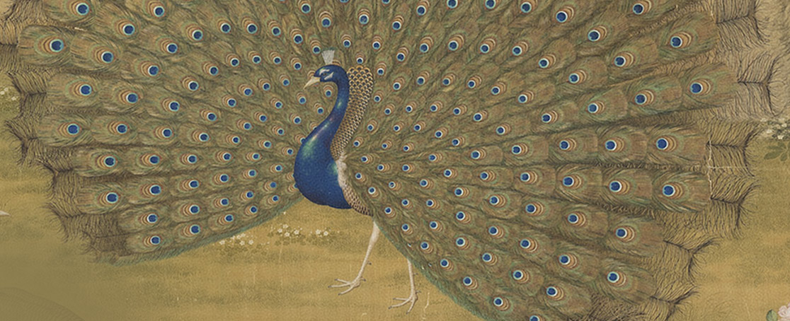 Peacock Spreading Its Tail Feathers