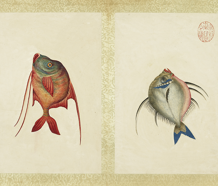 Illustrated Album of Sea Oddities