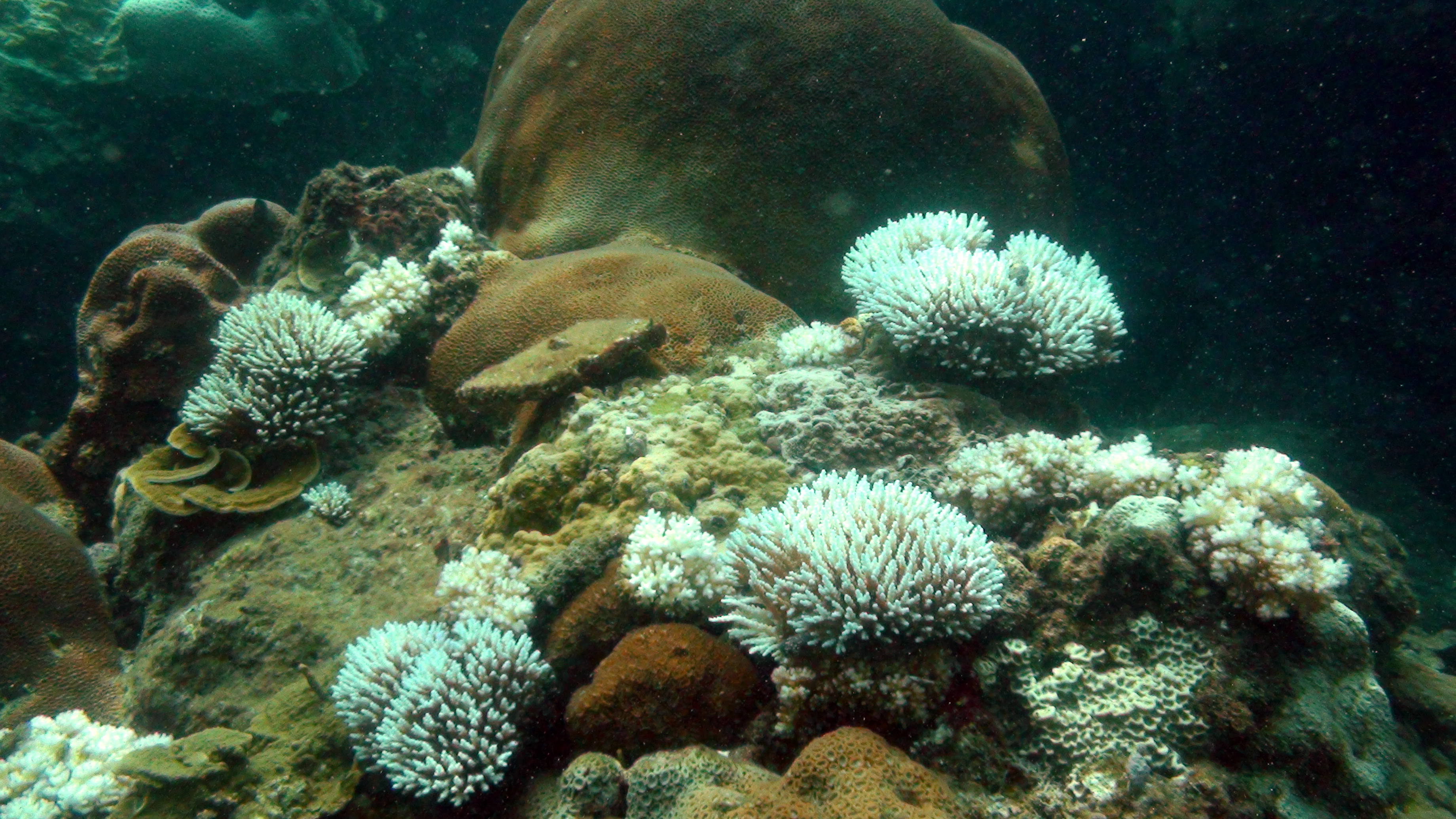 Coral Reef Bleaching