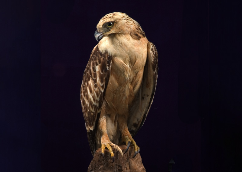 Mountain Hawk-eagle