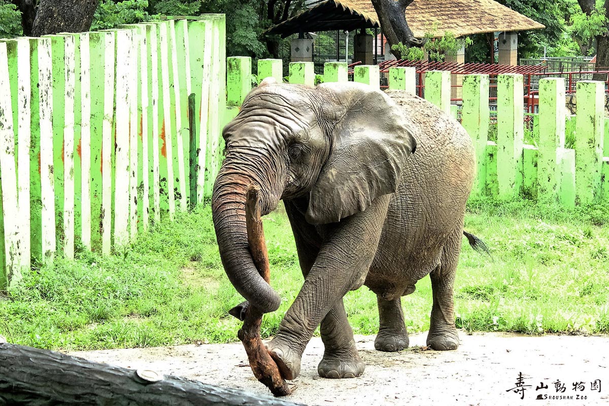 African Elephant（Kaohsiung City Shousan Zoo）