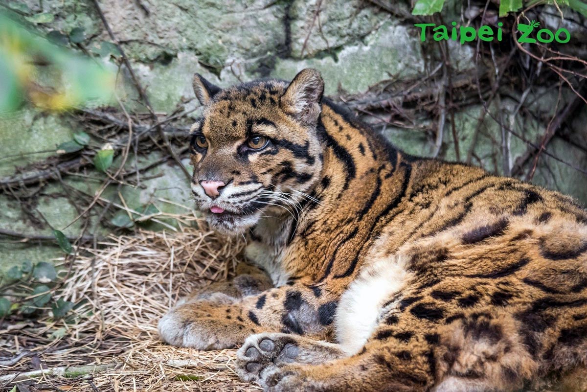 雲豹（臺北市立動物園）