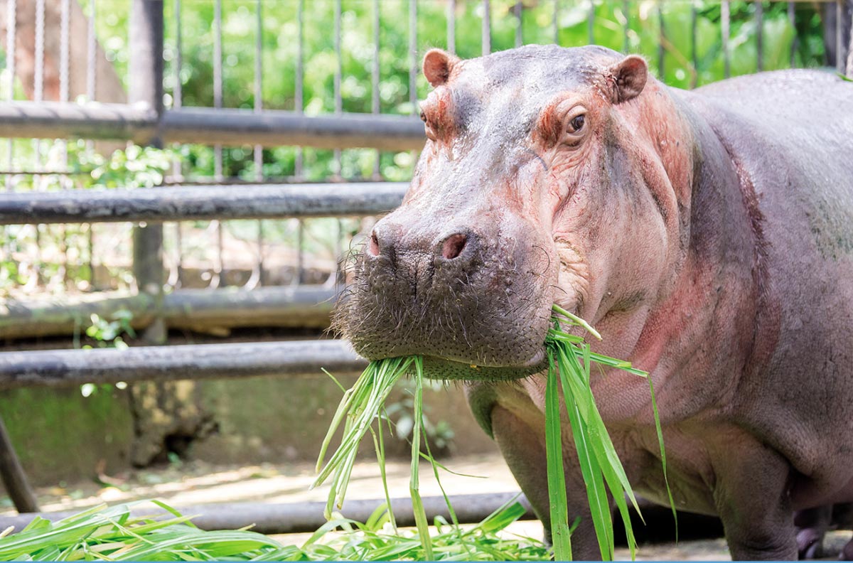 Hippopotamus（Hsinchu Zoo）
