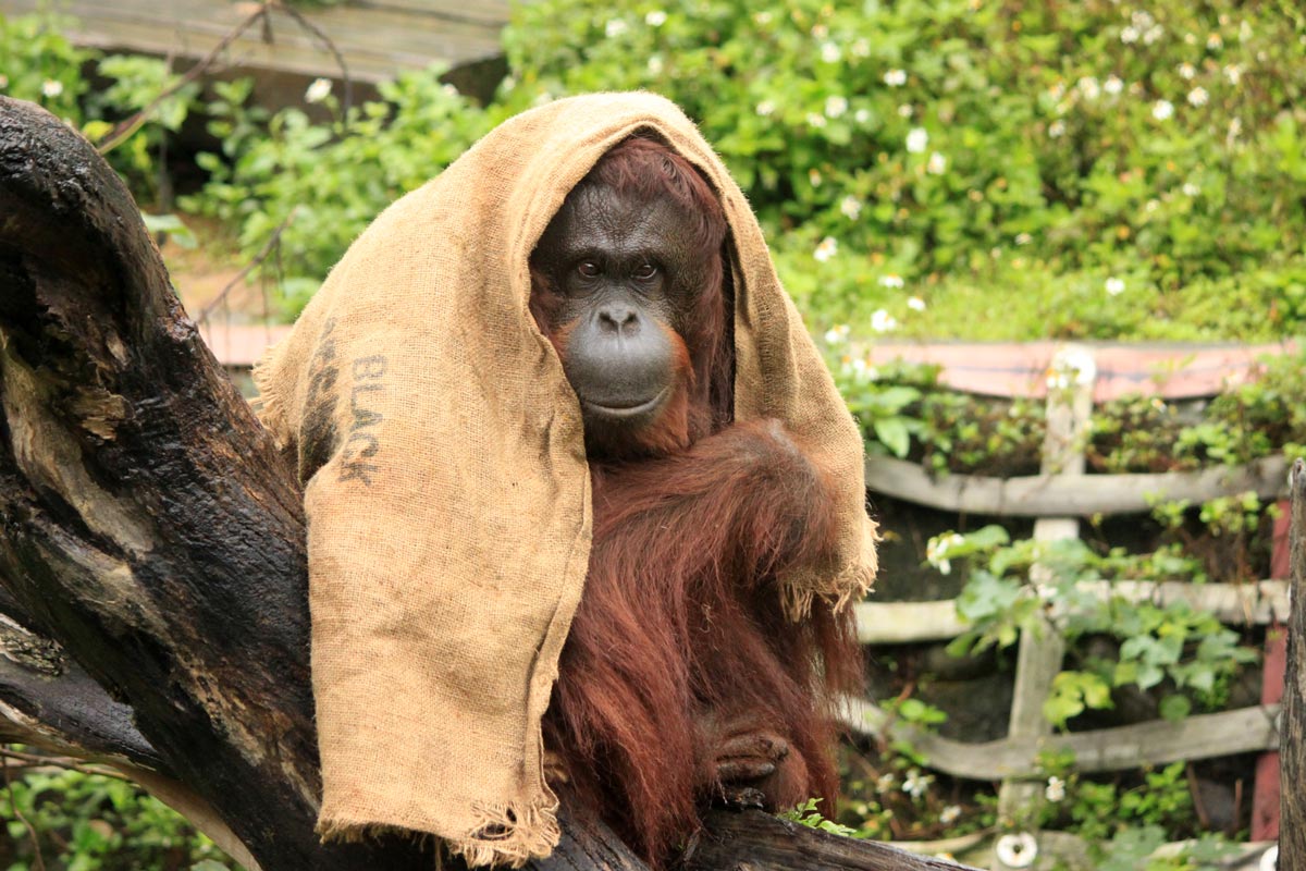 オランウータン（新竹市立動物園）