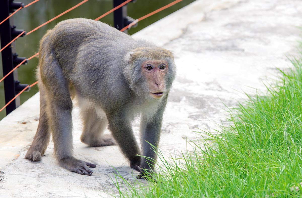 Formosan Rock-Monkey（Hsinchu Zoo）