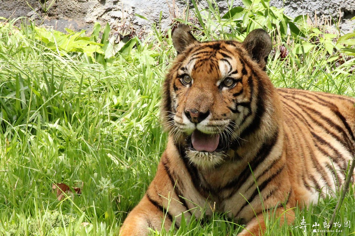 Bengal tiger（Kaohsiung City Shousan Zoo）