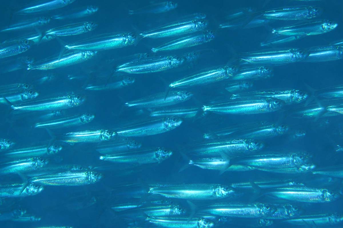 Spotted sardinella（National Museum of Marine Biology and Aquarium）