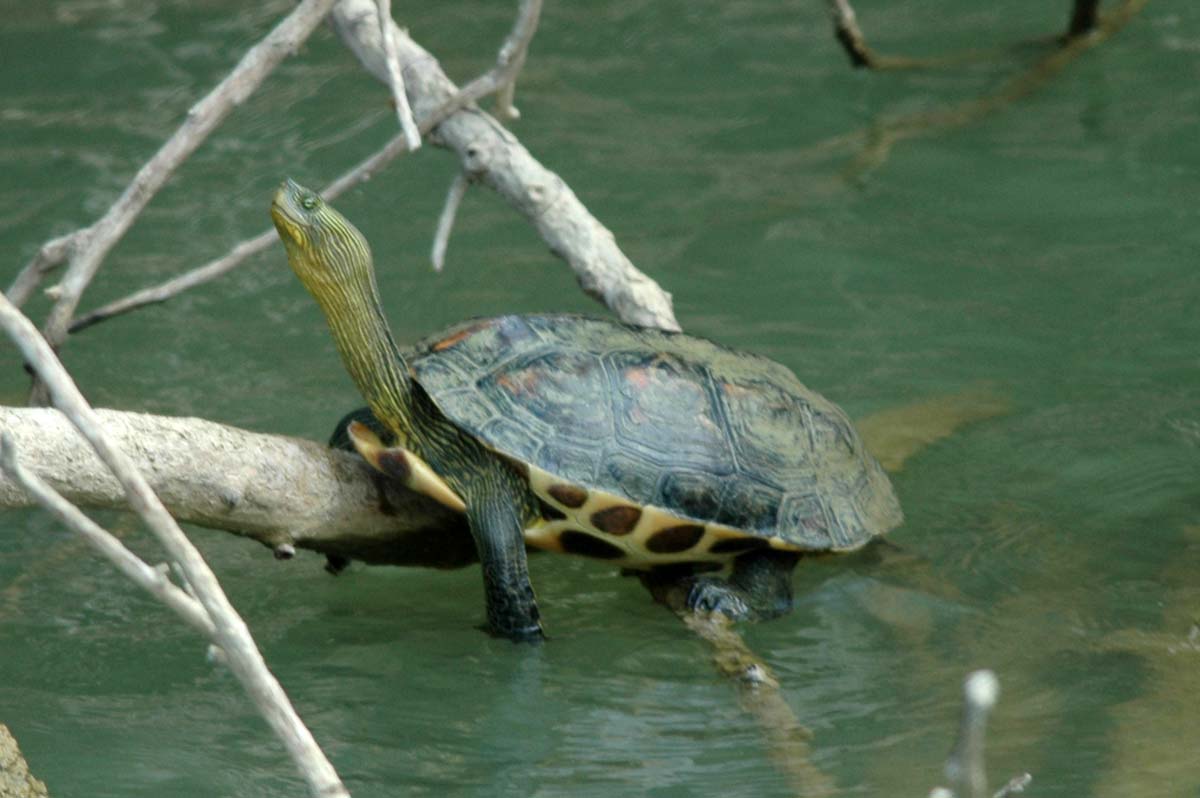 Chinese stripe-necked turtle（National Museum of Marine Biology and Aquarium）
