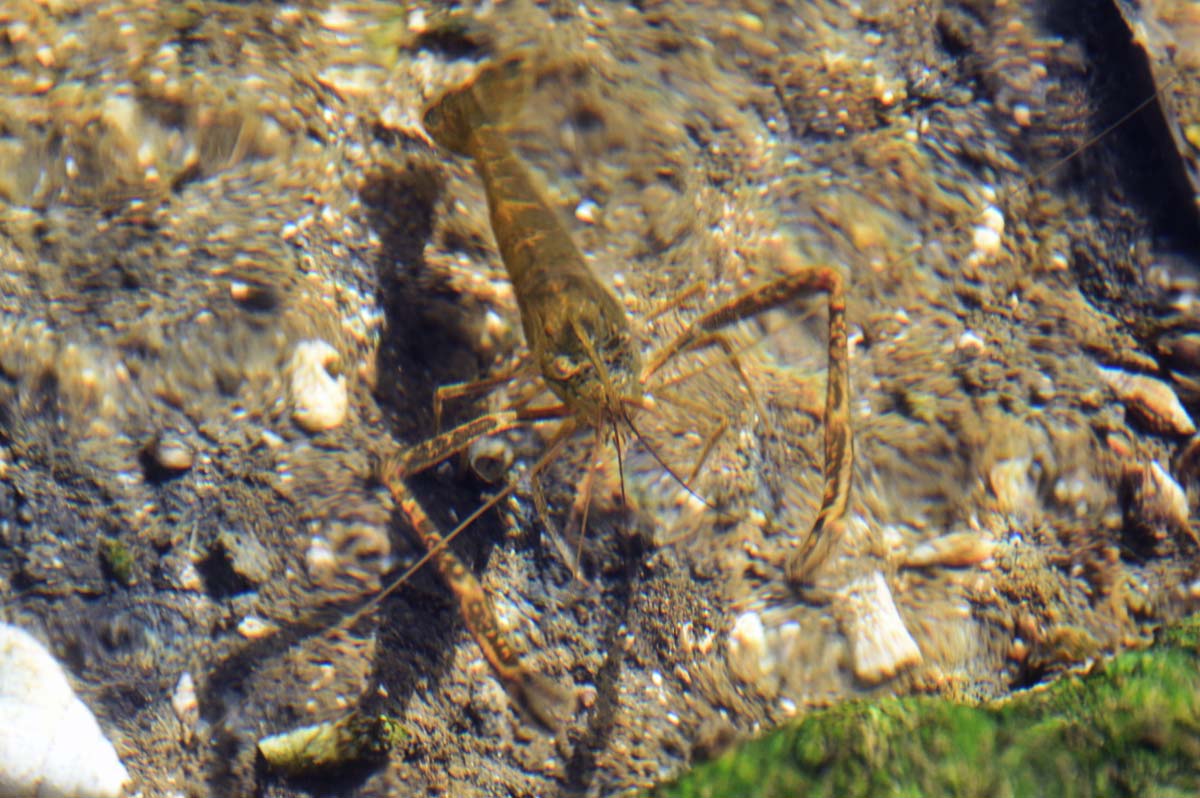 Giant river prawn（National Museum of Marine Biology and Aquarium）