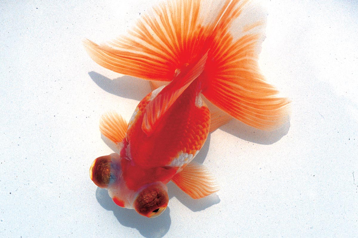 Goldfish（National Museum of Marine Science & Technology）