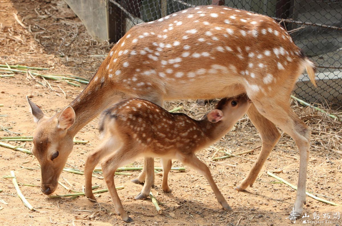 Formosan Sika Deer（Kaohsiung City Shousan Zoo）