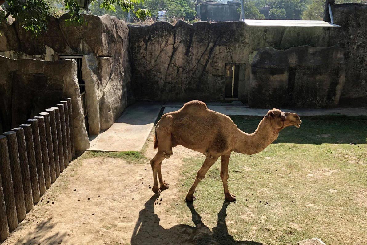 Dromedary camel（Kaohsiung City Shousan Zoo）