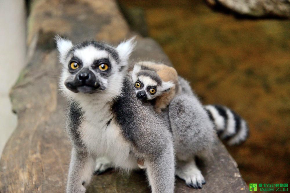 Ring-tailed Lemur（Taipei Zoo）