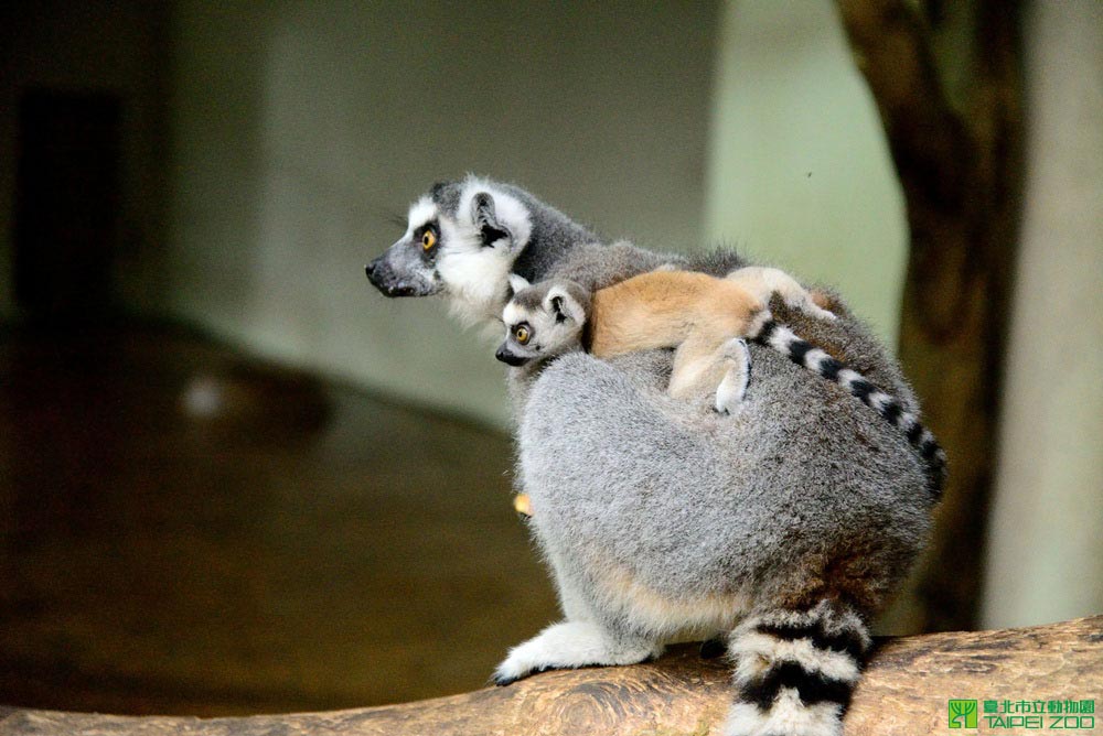 Ring-tailed Lemur（Taipei Zoo）