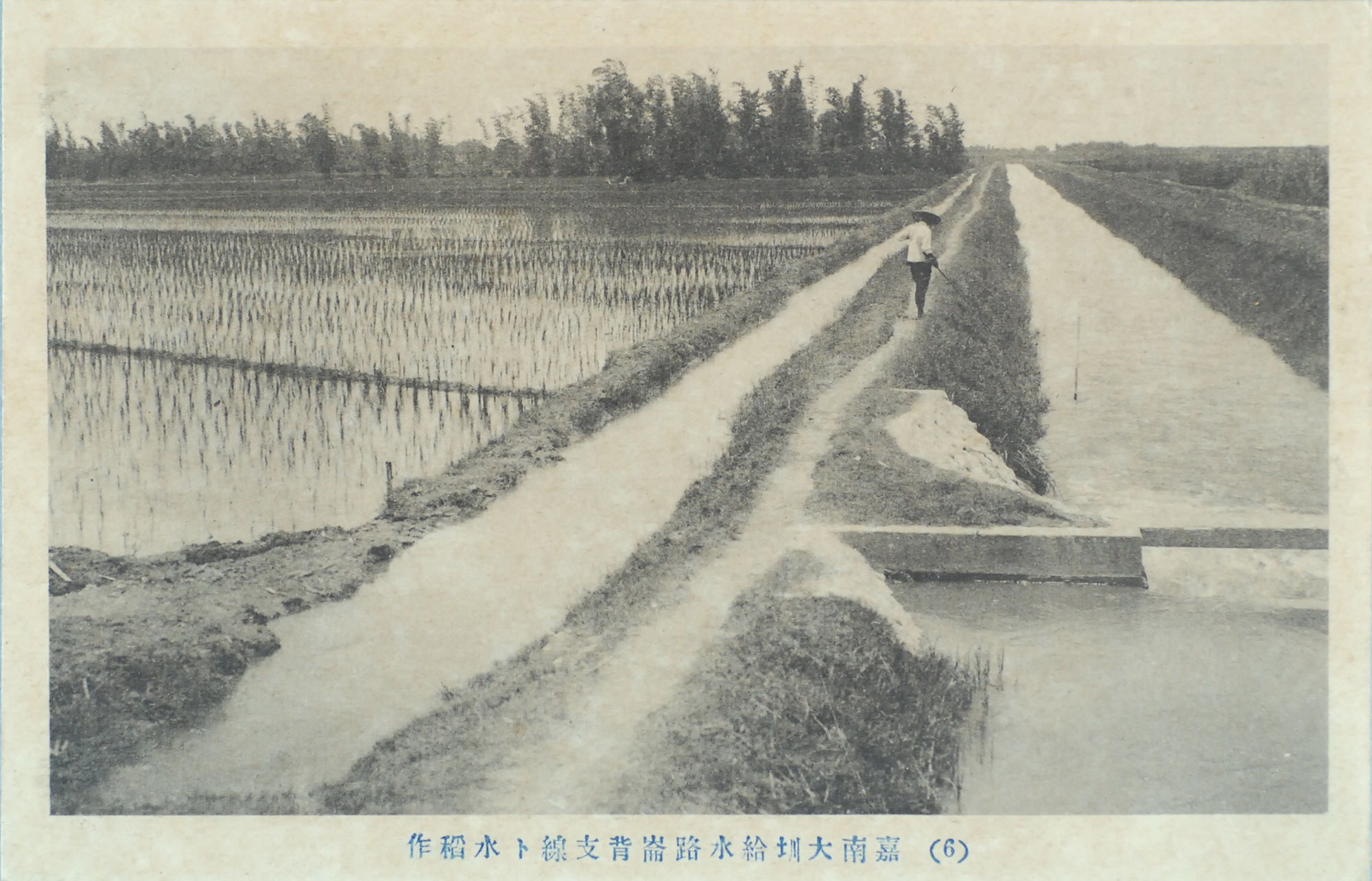 Rice Fields at the Lunbei, Branch of the Chianan Irrigation