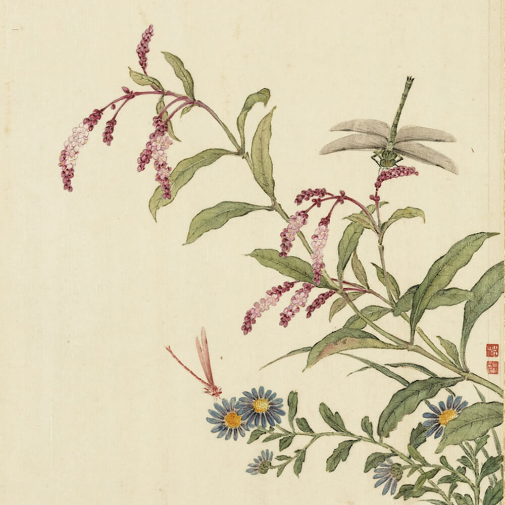 Dragonflies, Red Polygonum, and Field Aster_preview
