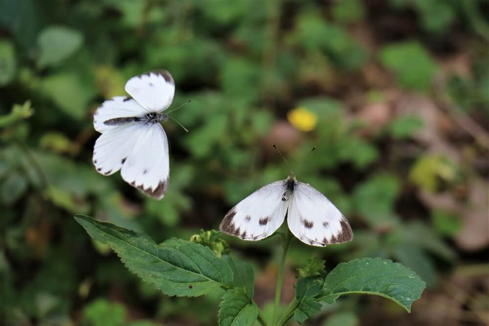 緣點白粉蝶（圖片提供：中興大學/王釋玄）