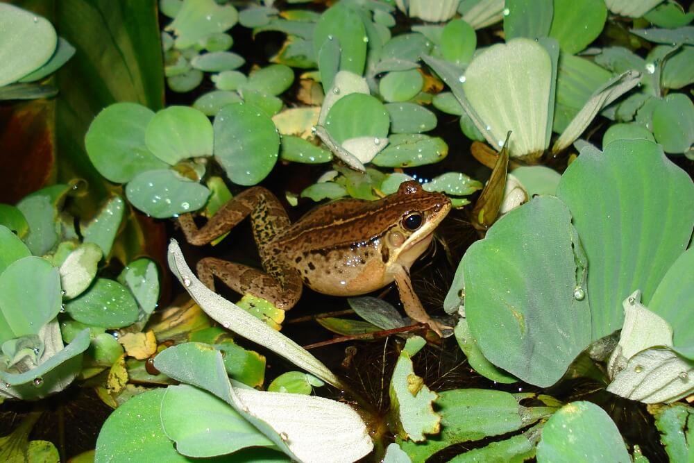 腹斑蛙於公園池塘的水域中求偶