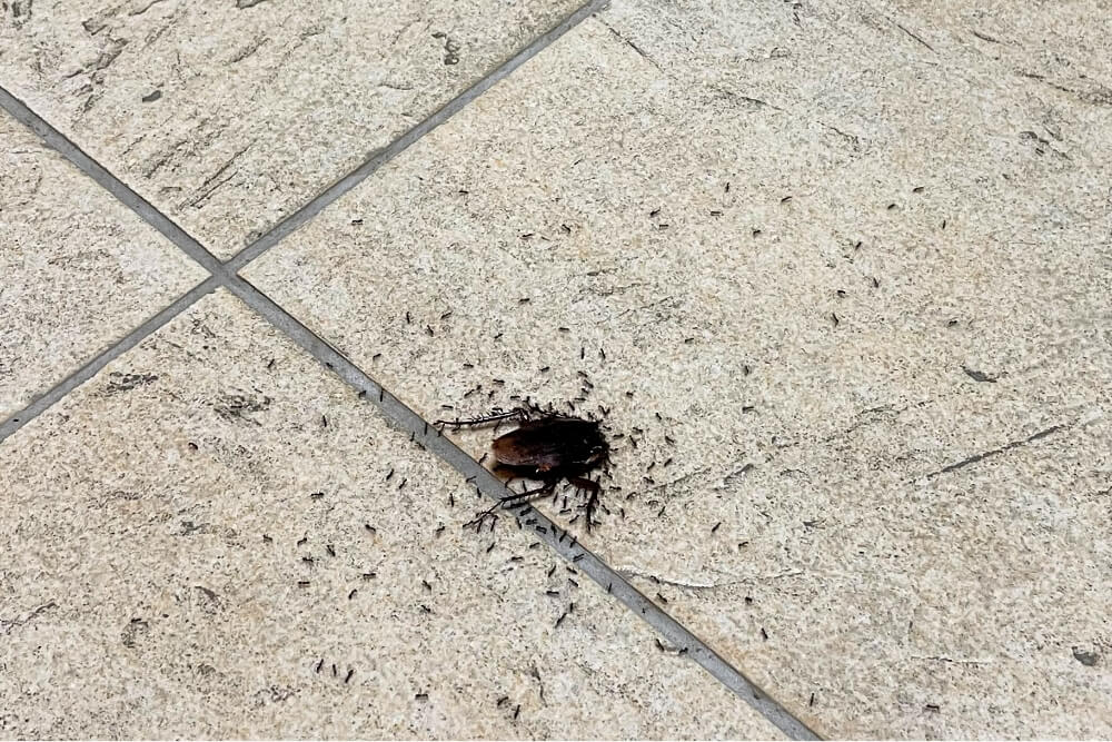 螞蟻搬食蟑螂屍體（圖片提供：故宮
