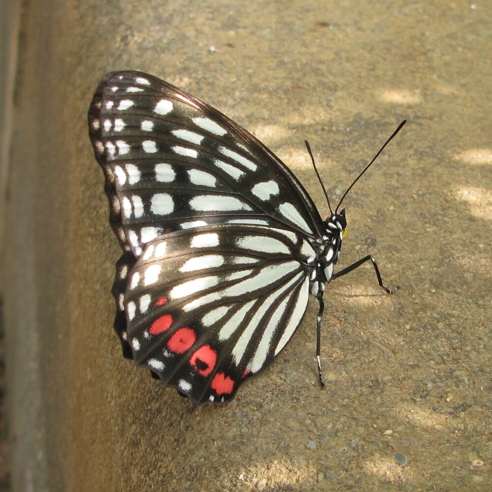 紅斑脈蛺蝶