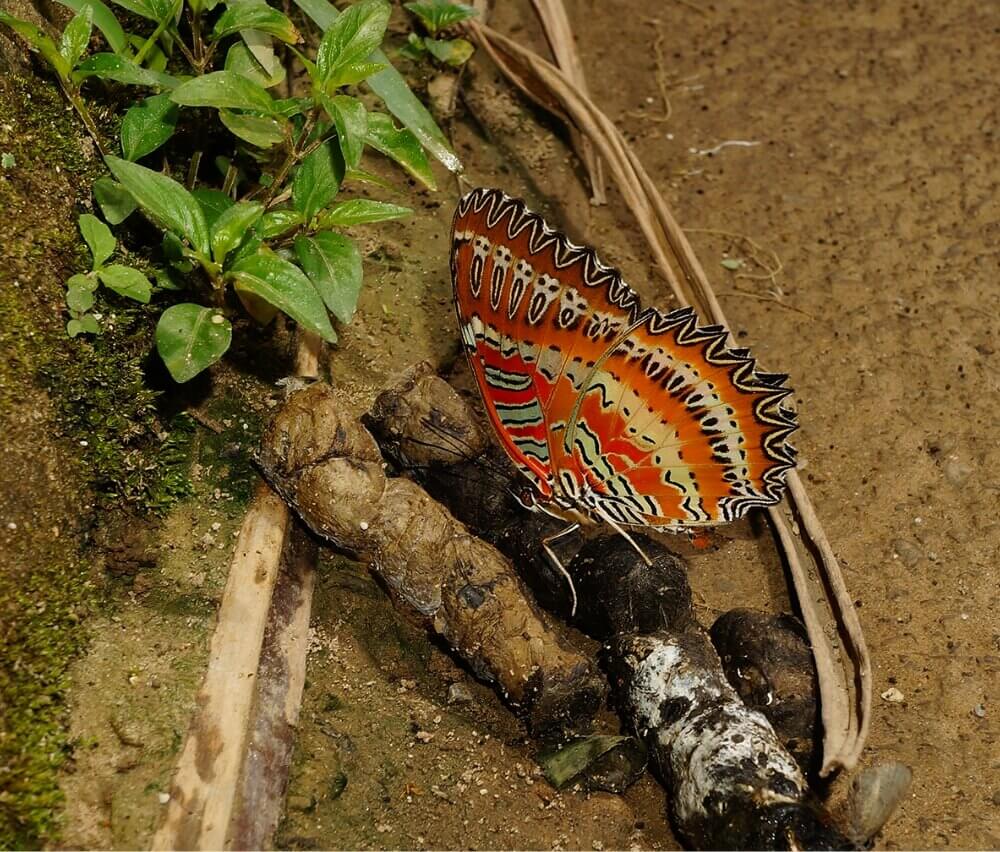 吸食糞汁的紅鋸蛺蝶