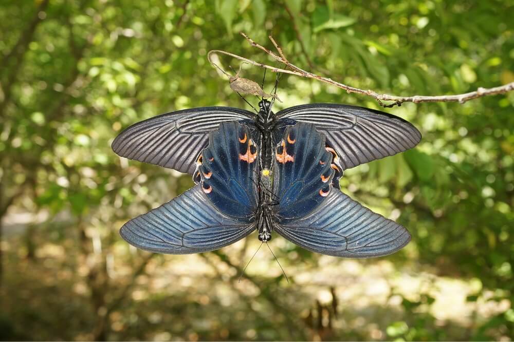 交尾中的黑鳳蝶(藍鳳蝶)