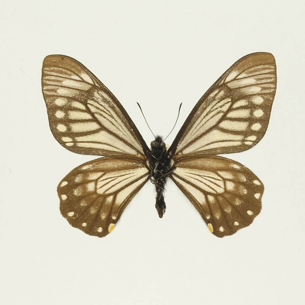 黃星斑鳳蝶