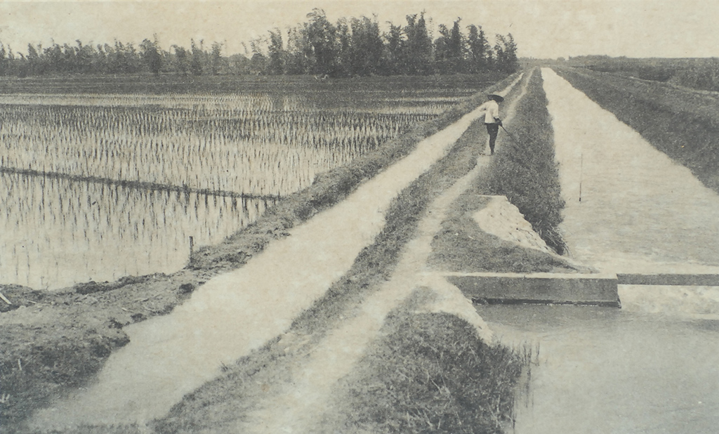 Rice Fields at the Lunbei, Branch of the Chianan Irrigation_preview