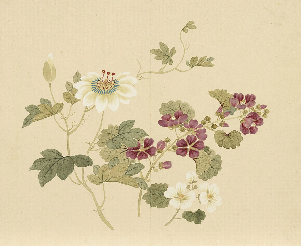 Flowering Plants of the Four Seasons (Passionflower and Common Mallow)_preview
