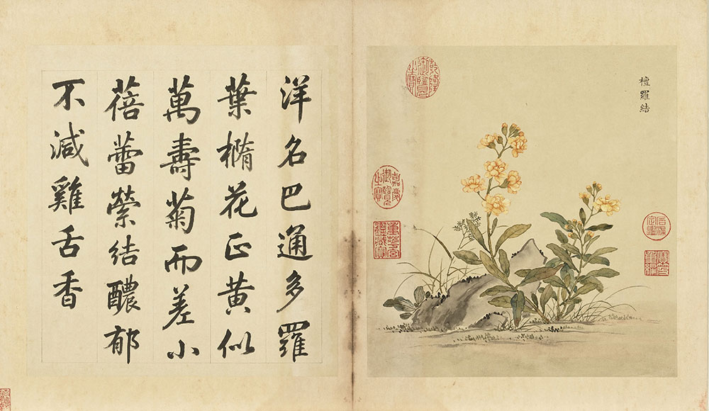 A Collection of Plants from Across the Western Sea Bouton d'or_preview