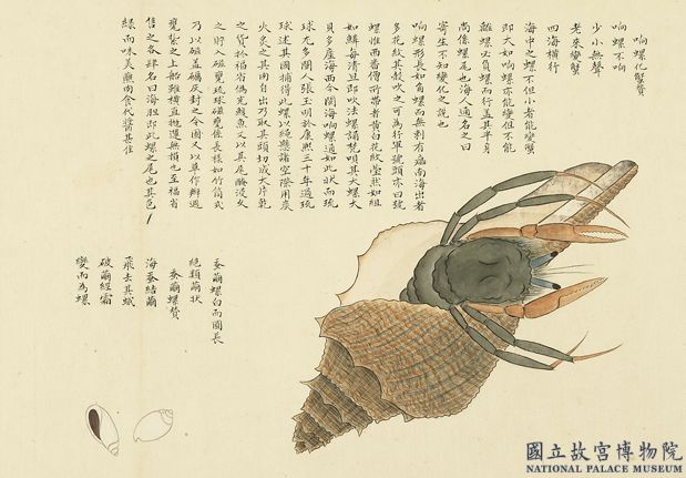 海錯圖第四冊　冊　無款響螺化蟹
