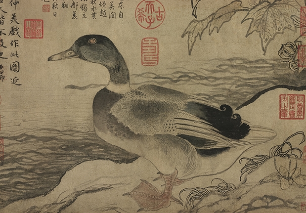 Wild Duck by a River
